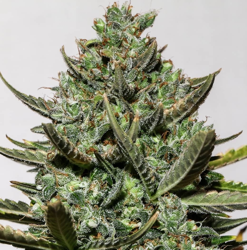 White Widow x Royal Gorilla